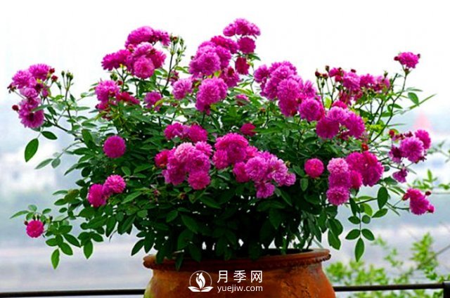 月季、薔薇開花還“結(jié)果”，微型月季盆栽放陽臺，1年開花300天(圖6)