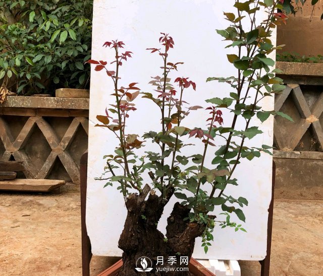 薔薇根嫁接的月季會(huì)長(zhǎng)粗筍嗎？粗筍的位置從哪里長(zhǎng)出來(lái)(圖2)