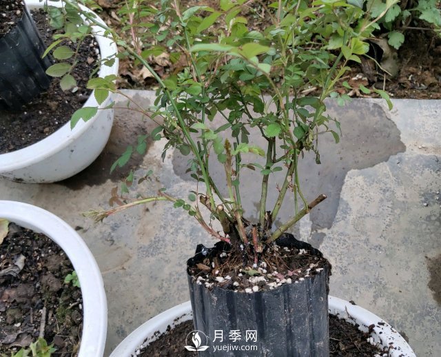 薔薇根嫁接的月季會(huì)長(zhǎng)粗筍嗎？粗筍的位置從哪里長(zhǎng)出來(lái)(圖1)
