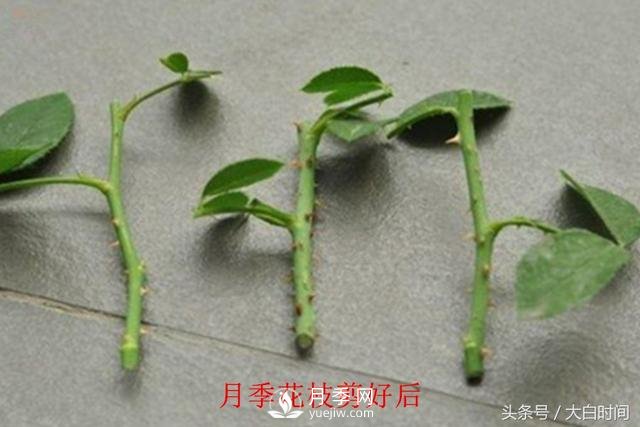 月季花扦插種植就是簡(jiǎn)單，明年滿盆開(kāi)花就靠它了(圖3)
