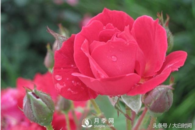 月季花扦插種植就是簡(jiǎn)單，明年滿盆開(kāi)花就靠它了(圖2)