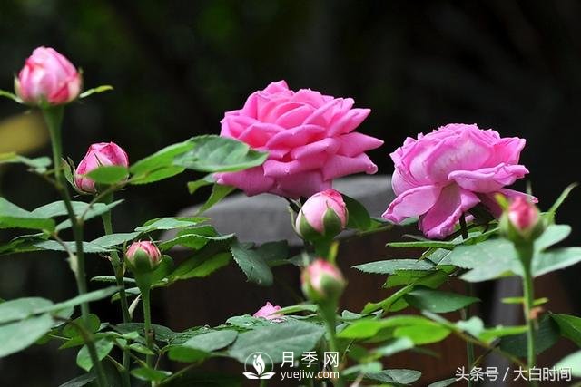 月季花扦插種植就是簡(jiǎn)單，明年滿盆開(kāi)花就靠它了(圖1)
