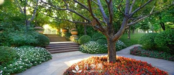 成都園林綠化中景觀樹選擇和知識(shí)(圖4)