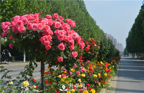月季樹(shù)高貴典雅、花型花色多樣(圖3)