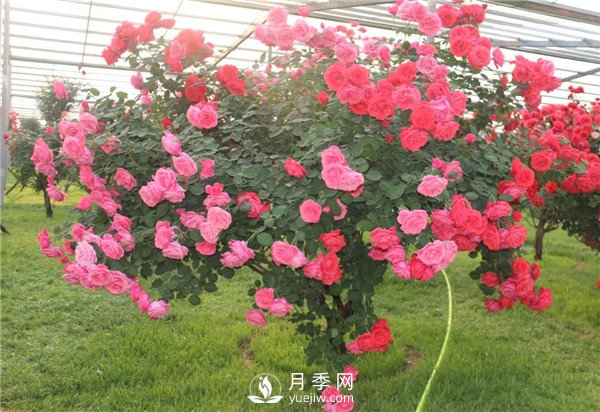 月季樹(shù)高貴典雅、花型花色多樣(圖1)