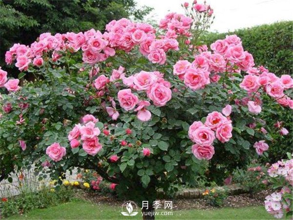 月季樹(shù)高貴典雅、花型花色多樣(圖2)