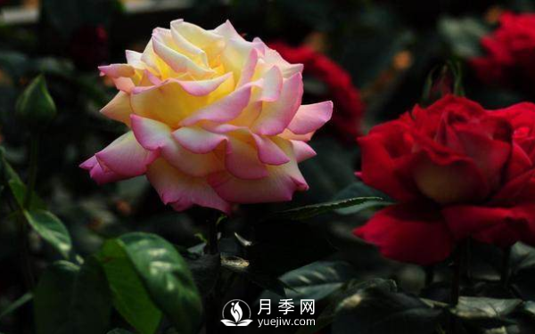 初春養(yǎng)月季，做好這幾點至關(guān)重要。(圖2)