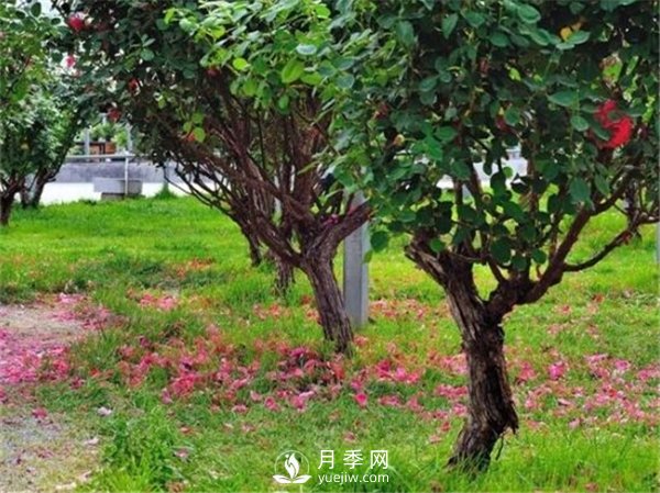 月季樹(shù)，玫瑰樹(shù)，樹(shù)狀月季的優(yōu)勢(shì)(圖1)