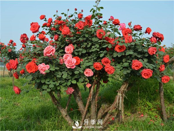 月季樹(shù)，玫瑰樹(shù)，樹(shù)狀月季的優(yōu)勢(shì)(圖3)