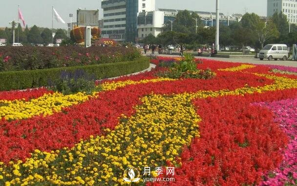 月季在月季花籬和月季花邊中的運(yùn)用(圖1)