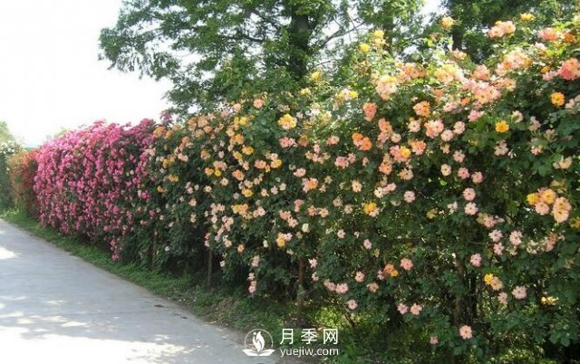 用藤本月季制造月季圍墻既好看又經(jīng)濟(圖1)