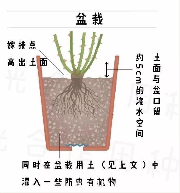 月季裸根苗的種植方法（詳細(xì)圖解）(圖4)