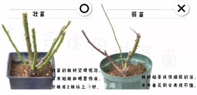 月季裸根苗的種植方法（詳細(xì)圖解）(圖2)