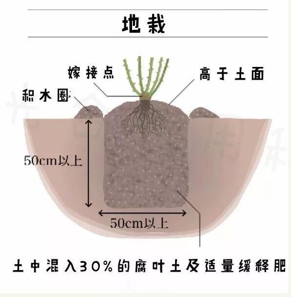 月季裸根苗的種植方法（詳細(xì)圖解）(圖3)