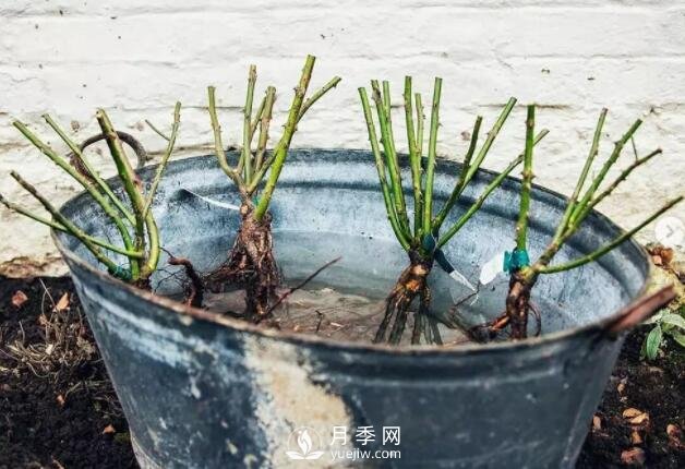 月季裸根苗的種植方法（詳細(xì)圖解）(圖1)
