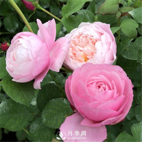 令人少女心爆棚的羽毛月季，南方人就愛(ài)她(圖1)