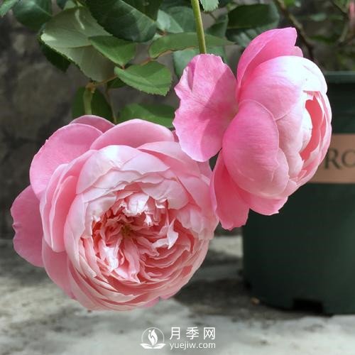 令人少女心爆棚的羽毛月季，南方人就愛(ài)她(圖3)