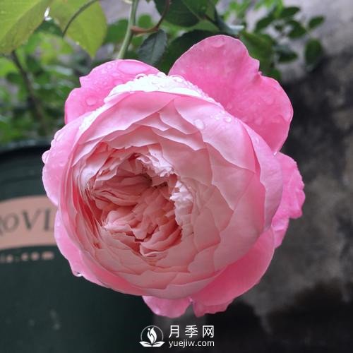 令人少女心爆棚的羽毛月季，南方人就愛(ài)她(圖2)
