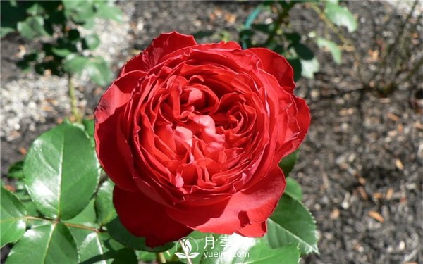 茶花女月季，值得推薦的切花月季(圖3)