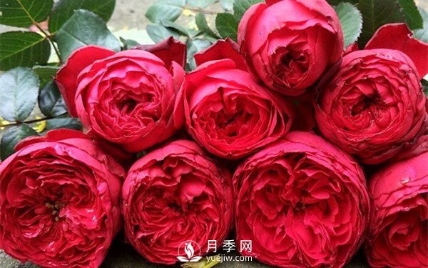 茶花女月季，值得推薦的切花月季(圖1)