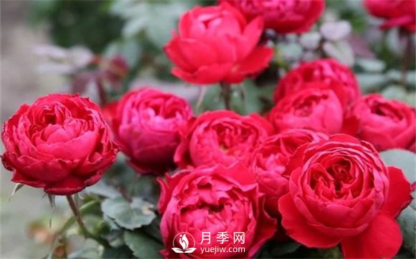 茶花女月季，值得推薦的切花月季(圖2)