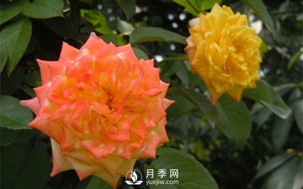 為什么月季新葉卷曲枯萎？月季新葉卷曲枯萎的原因？(圖2)
