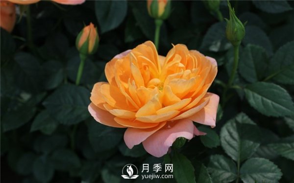 為什么月季新葉卷曲枯萎？月季新葉卷曲枯萎的原因？(圖1)