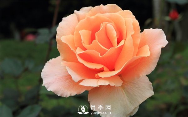 切花月季未來市場前景如何？(圖2)