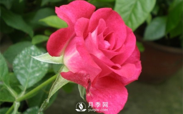 切花月季未來市場前景如何？(圖1)