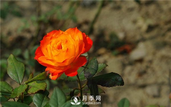 切花月季未來市場前景如何？(圖3)
