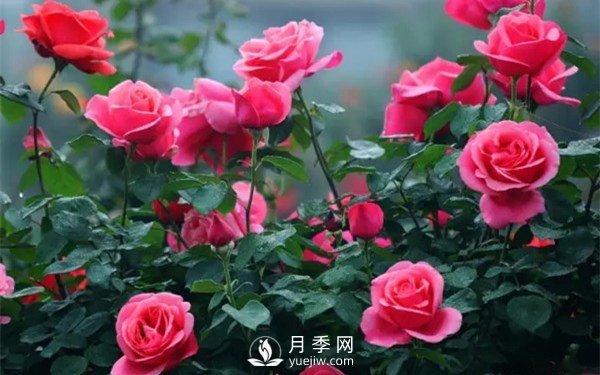 月季如何才能多開花？月季怎么開花多？(圖1)
