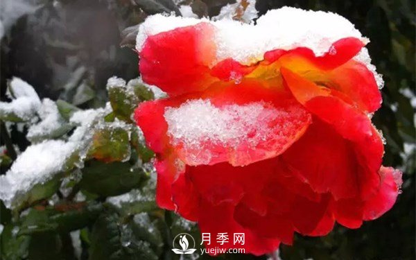 月季如何才能多開花？月季怎么開花多？(圖2)