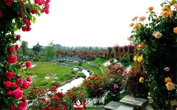 月季如何才能多開花？月季怎么開花多？(圖3)