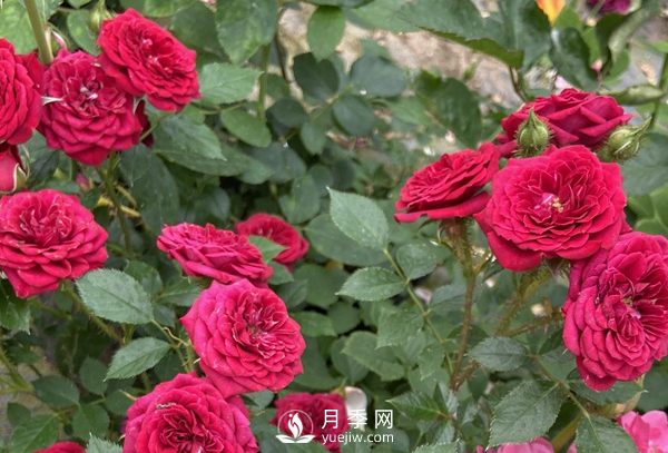 月季花怎么能開更多的花？(圖1)