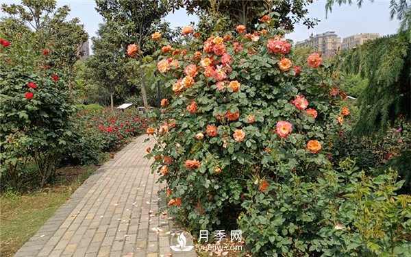 月季成活率低為什么？可能是您澆水不當(dāng)引起(圖4)