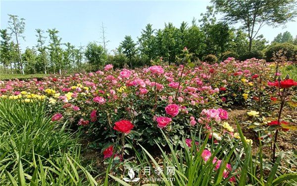 月季成活率低為什么？可能是您澆水不當(dāng)引起(圖3)