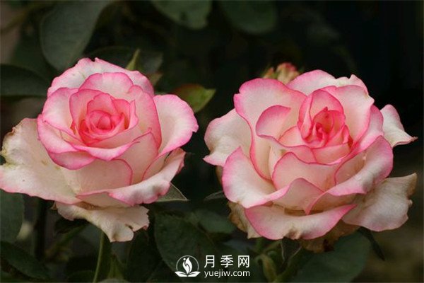 月季栽培月歷，南陽月季園4月的養(yǎng)護工作(圖1)