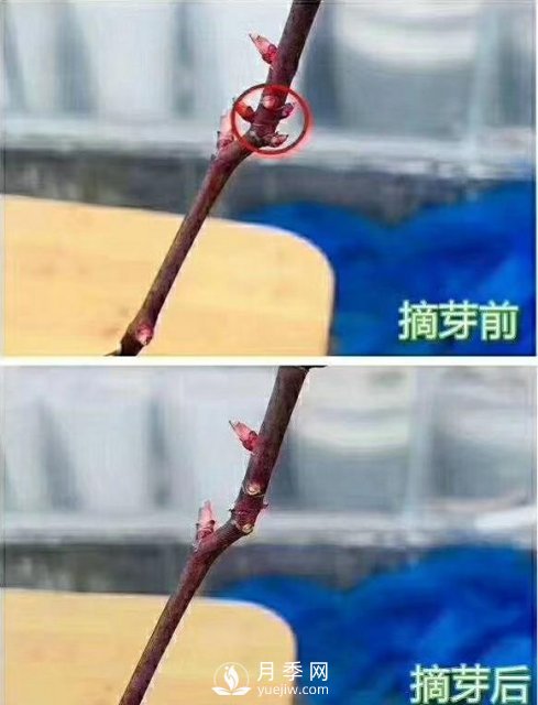 初春，月季抹芽攻略，一定要知道的五大原則(圖2)