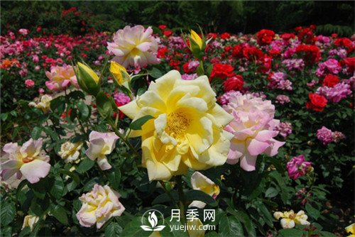 月季多種繁育方法，你會那種？(圖1)
