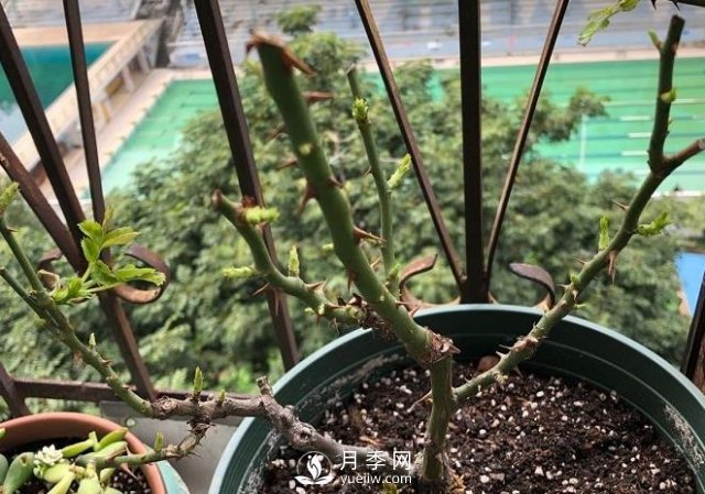 月季如何抹芽？這三類芽必除之！(圖1)