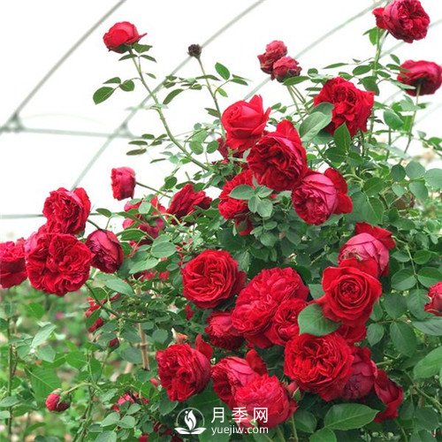 紅色系的藤本月季，簡(jiǎn)直美得讓人驚嘆！(圖1)