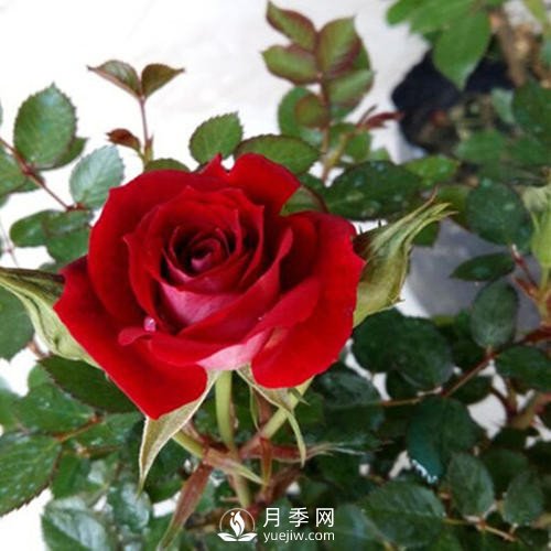 紅色系的藤本月季，簡(jiǎn)直美得讓人驚嘆！(圖2)