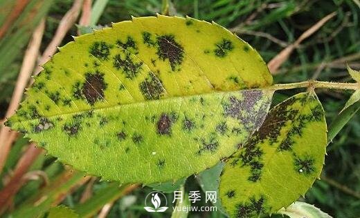 注意！夏秋大雨過后極易誘發(fā)月季黑斑病(圖2)