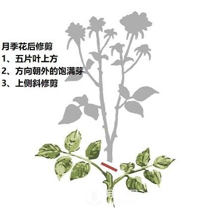 盛花期后，必須要對月季做的兩件事！(圖1)