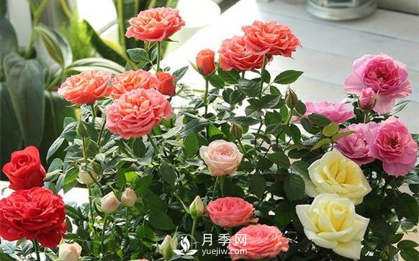 盆花月季換盆的方法和注意事項(圖2)