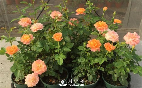 盆花月季換盆的方法和注意事項(圖1)