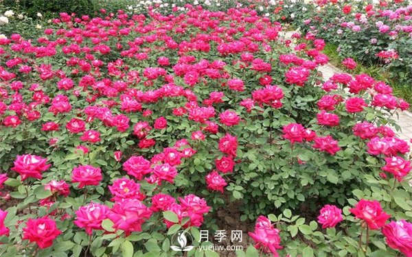 盆花月季換盆的方法和注意事項(圖4)