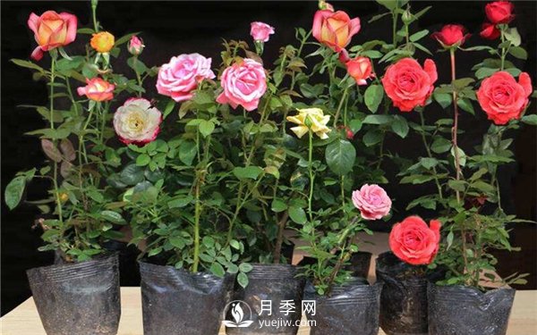 盆花月季換盆的方法和注意事項(圖3)