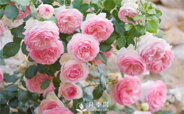 春天月季花常見(jiàn)病蟲害(圖1)