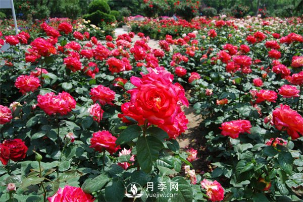 月季爛根的表現(xiàn) 有這三個癥狀要及時(shí)搶救(圖1)